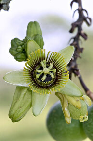 Passiflora sexocellata - 2