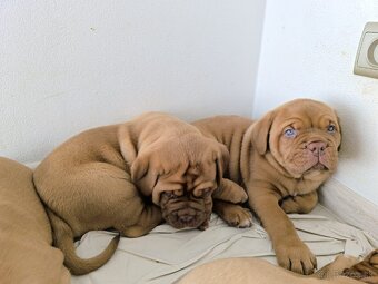 Bordeauxská doga, Dogue De Bordeaux - 2