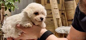 Maltipoo fenočka - 2