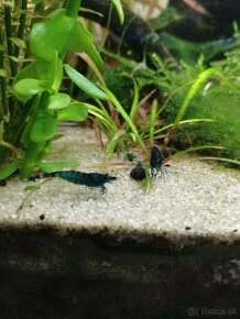 Predam krevetky Neocaridina davidi Blue dream - 2