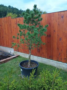 Borovica Pinus mugo columnaris - 2