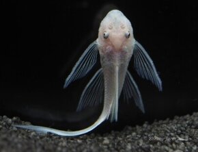 Kúpim Ancitrus L144 Lemon / Snow white Longfin - 2