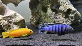 Malawi Cichlidy – Pseudotropheus Chindongo Saulosi (Yellow) - 2