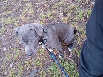 Americký Stafordširsky teriér (Amstaff) - 2