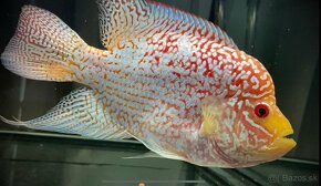 Flowerhorn Fireman s dream Kamfa - 2