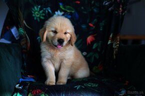 GOLDEN RETRIEVER-zlaty retrivr, zlaty retriever , american - 2