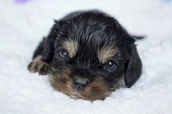 Cavalier King Charles Španiel s PP - 2