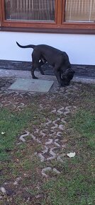 Cane corso šteniatka - 2