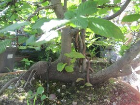 bonsai,bonsaj-hrab-lesiky z jedneho kmena - 2