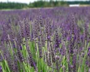 Lavandula angustifolia - 2