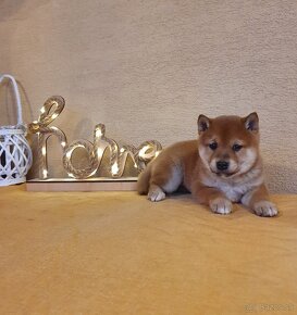 Shiba inu - 2