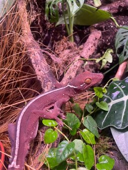 Gecko Vittatus - Gekón pásavý - 2