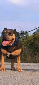 American bully - 2