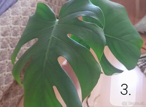 Monstera deliciosa - 2