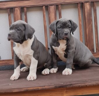 American Bully XL - 2