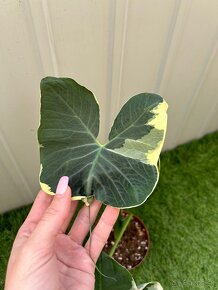 Alocasia Mickey Mouse - 2