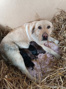 Labrador šteniatka - 2