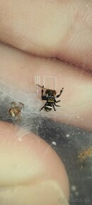 Phidippus regius Everglades - 2