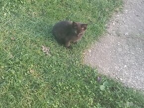 Mačičky zaočkované aj  s knižkou-len do dobrých rúk - 2