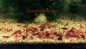 Krevetky neocaridina + Endlerky - 2