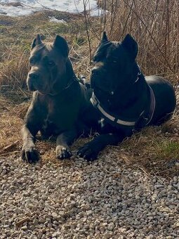 Šteniatka Cane Corso - 2