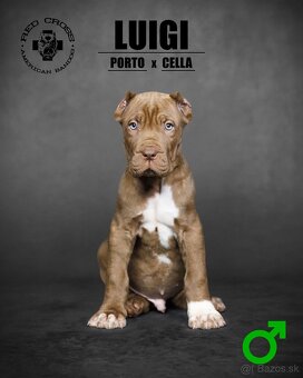 Bandog - 2