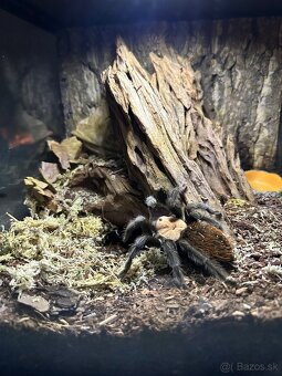 Predám pavúka Brachypelma albiceps aj s výbavou - 2