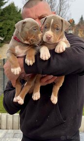 American bully xl, pitbull xxl k odberu v januari - 2