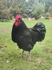 Predám kohúta Australorp čierny - 2