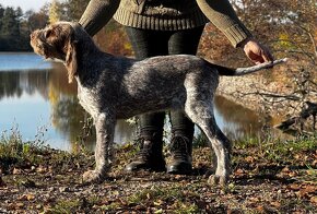 Italský spinone - 2