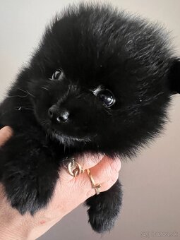 Pomeranian mini - 2