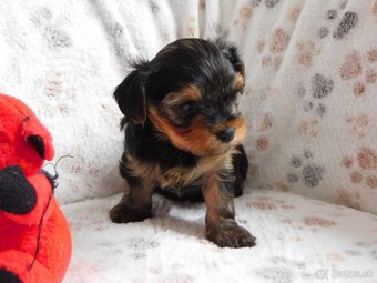 Yorkshire terrier s PP - 2