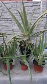 Predám Aloe Vera rôznych veľkostí - 2