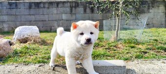 Shiba Inu - 2