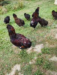 Kohút araucana divokosfarbená. - 2