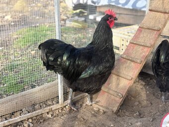 Australorp kohúty liahnuté 3/24 - 2