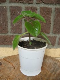 Nádchovník / Rýmovník - Plectranthus amboinicus - 2