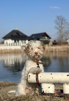 LAGOTTO ROMAGNOLO STENIATKO s PP - 2