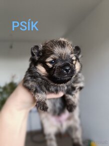 Pomeranian - 2