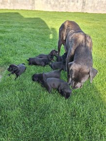 Cane corso - 2