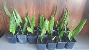 Svokrin Jazyk ( Sansevieria Želania) - 2