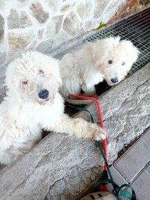 KOMONDOR ŠTENIATKA - 2