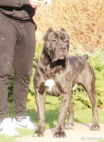 Cane Corso - 2