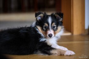 Psík - šeltia, sheltie, šetlandský ovčiak s PP - 2