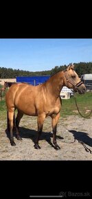 Qh Buckskin kobyla - 2