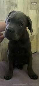 Cane corso - 2