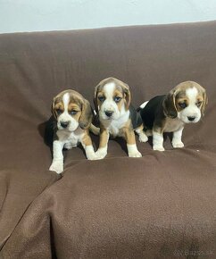 BEAGLE, BIGL, BIGEL - 2