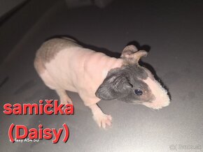 Skinny morča - 2