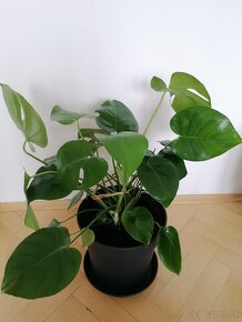 Monstera - 2