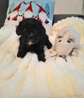 Cavapoo - 2